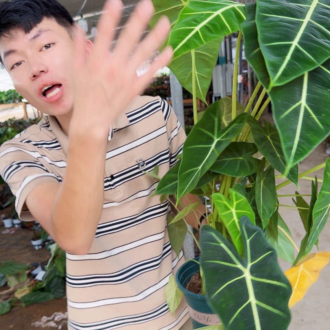 完全开放加仑绿天鹅一颗