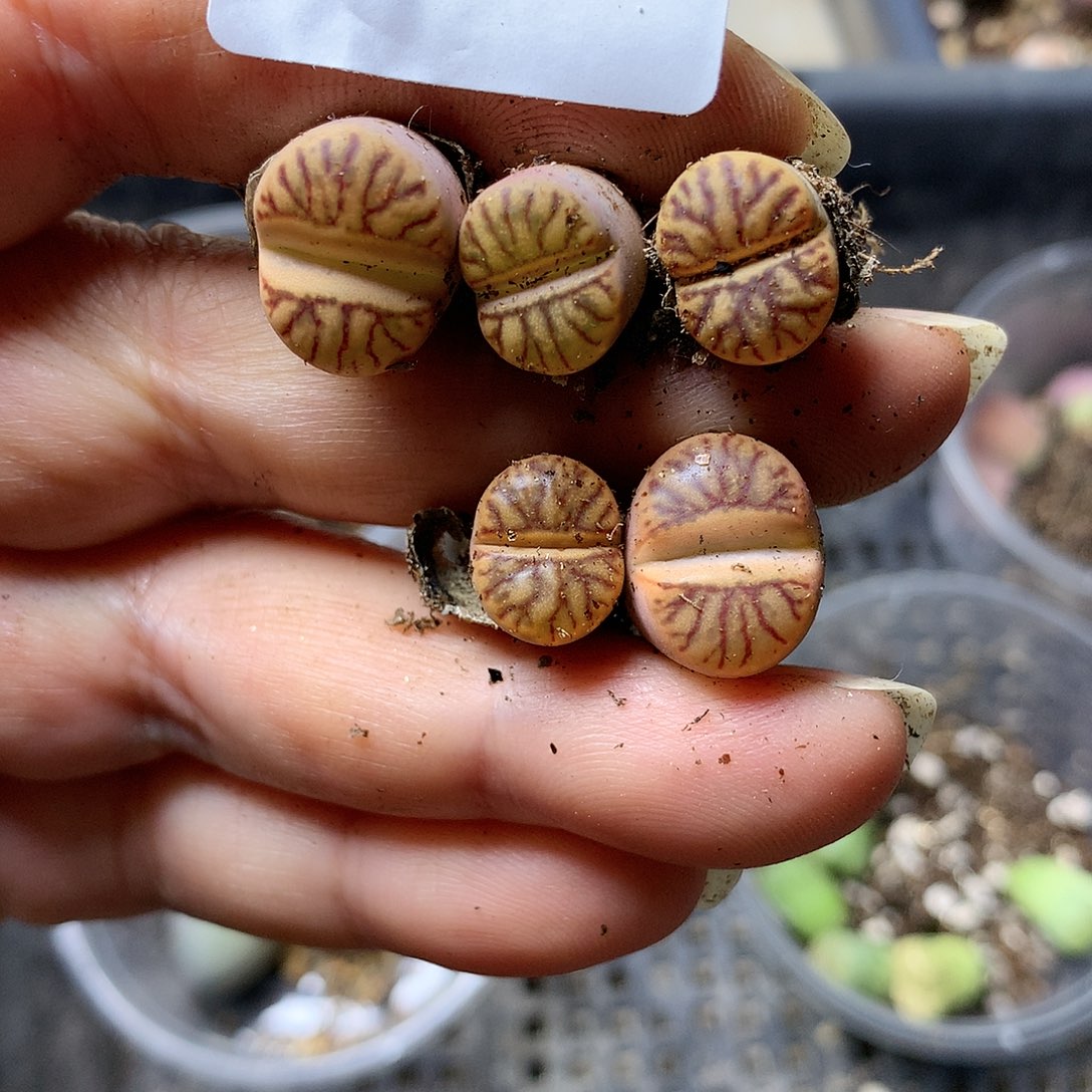 D464多肉植物保护