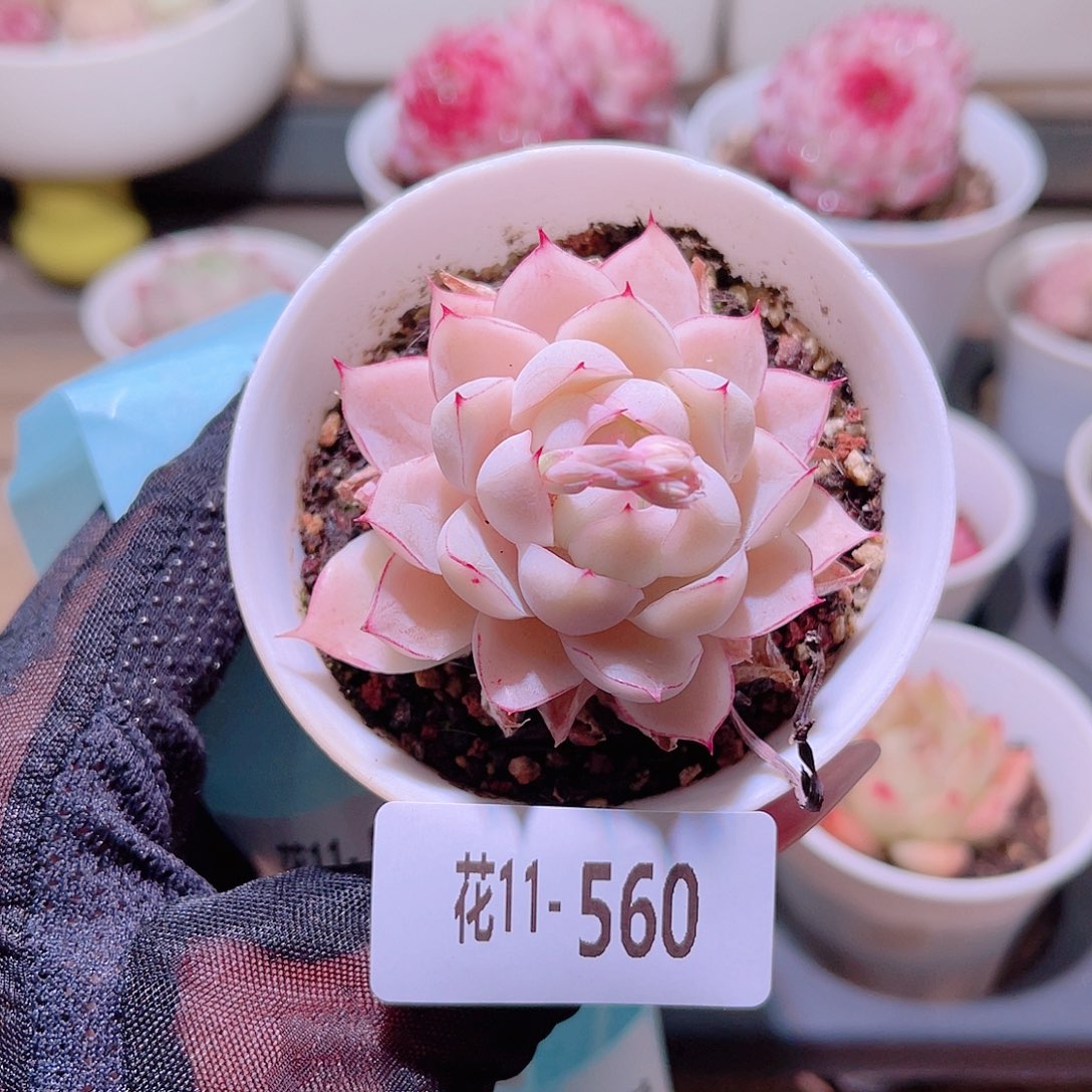 花利美11-560女王