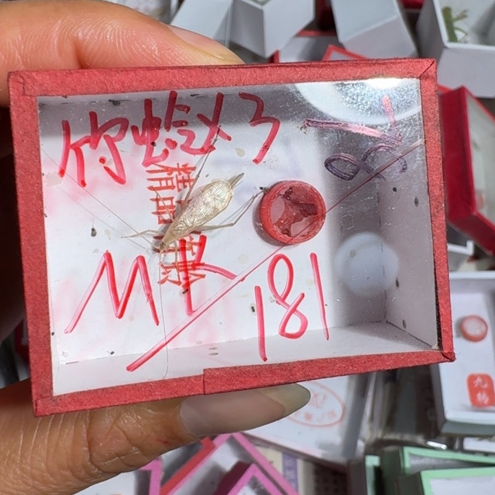 M***K蟋蟀蝈蝈我在外面111111
