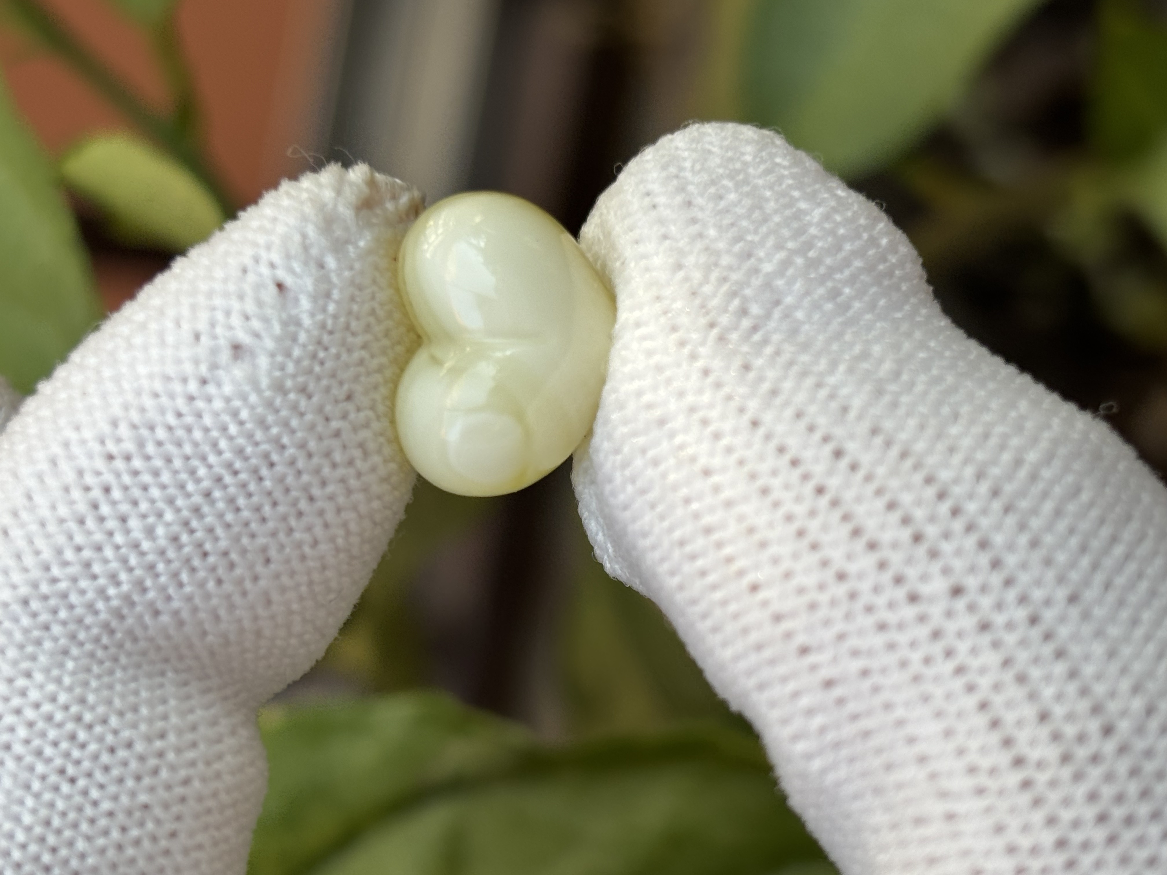 4227天然蜜蜡琥珀屁桃14.44x10.9x9.6mm