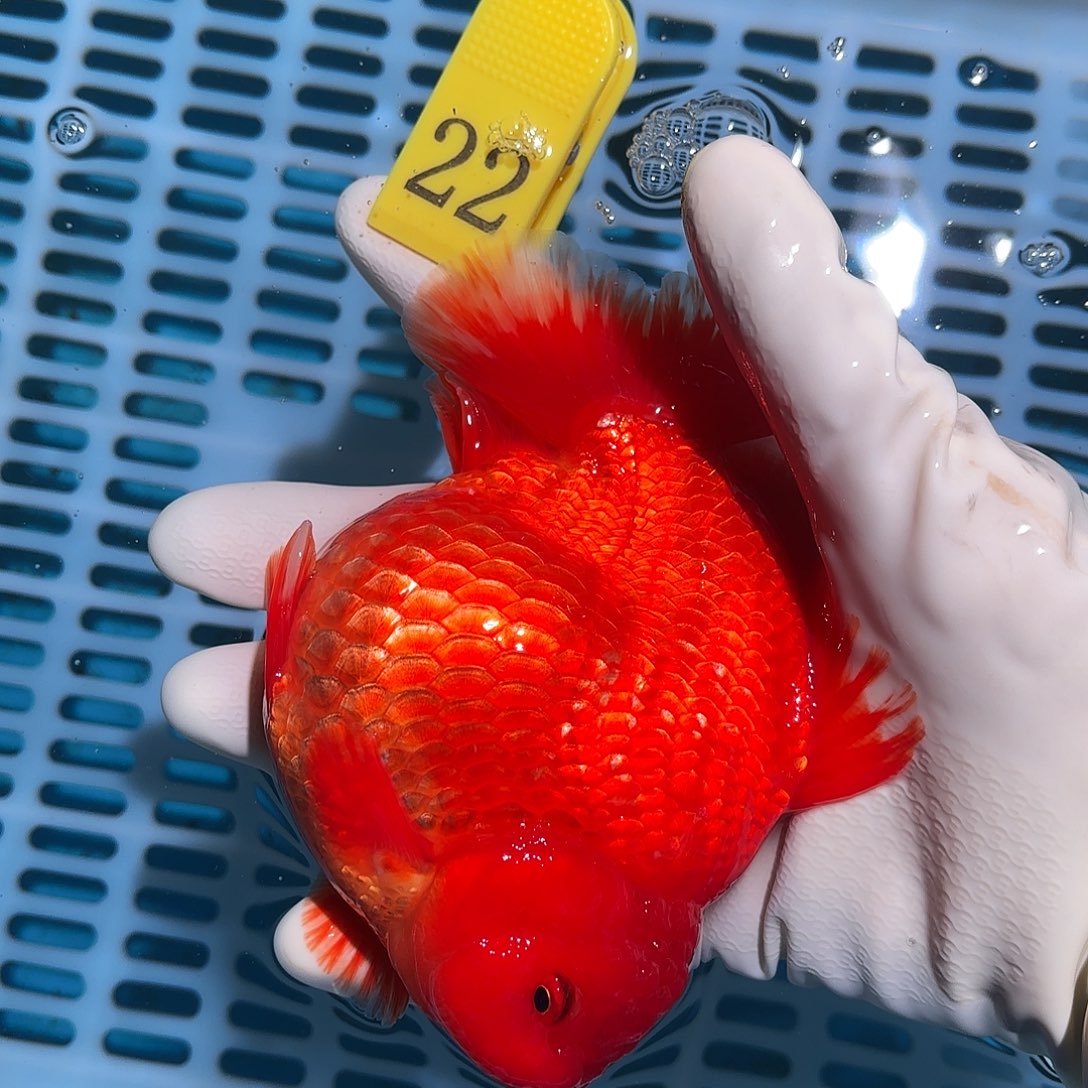 金鱼金鱼1485455577