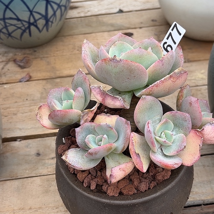 s***t677血凤脱土发货不退不换