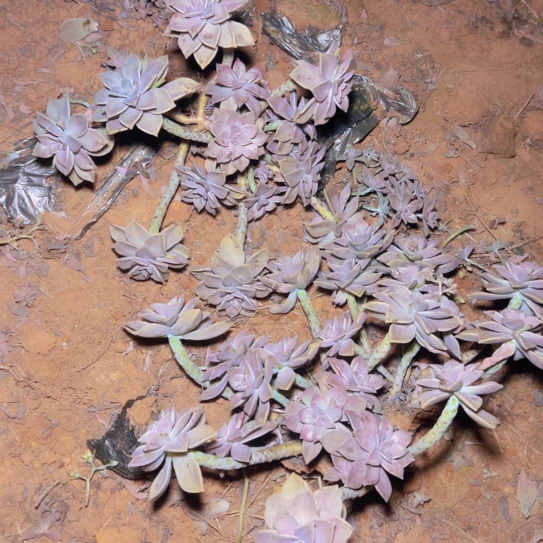 胧叶多肉一棵发货