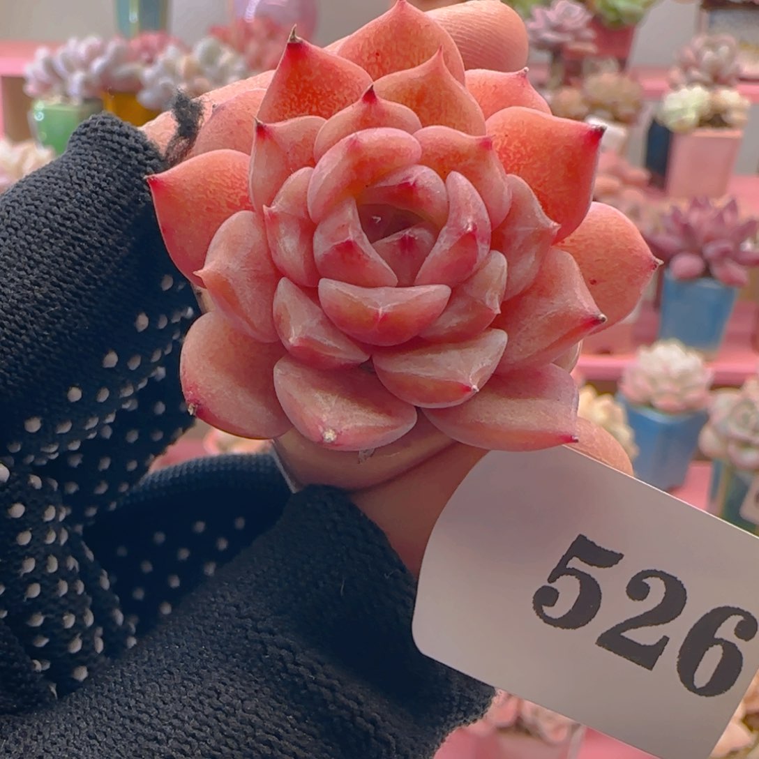 红泥526 ，带盆土发货，满38包邮非偏远。