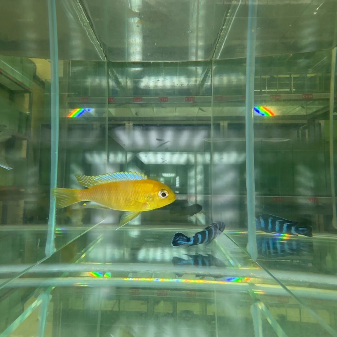 海水鱼mbj大眼荧光蓝白子杰罗焦特蓝