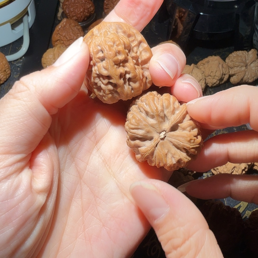 核桃燕山山脉小众方金蝉
