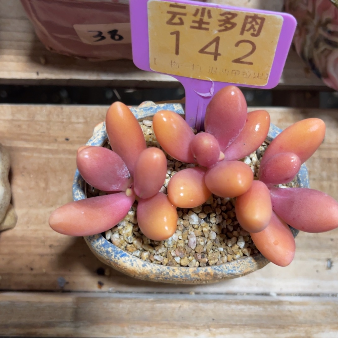 云尘多肉一物一拍不含盆142