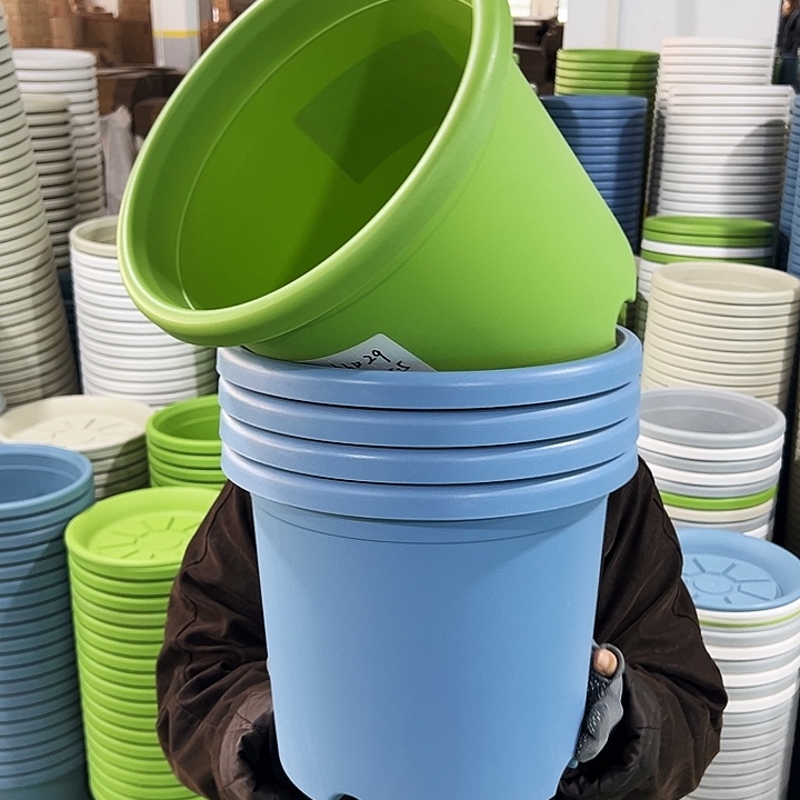 特价5号四季口29高24.5果绿无托5只