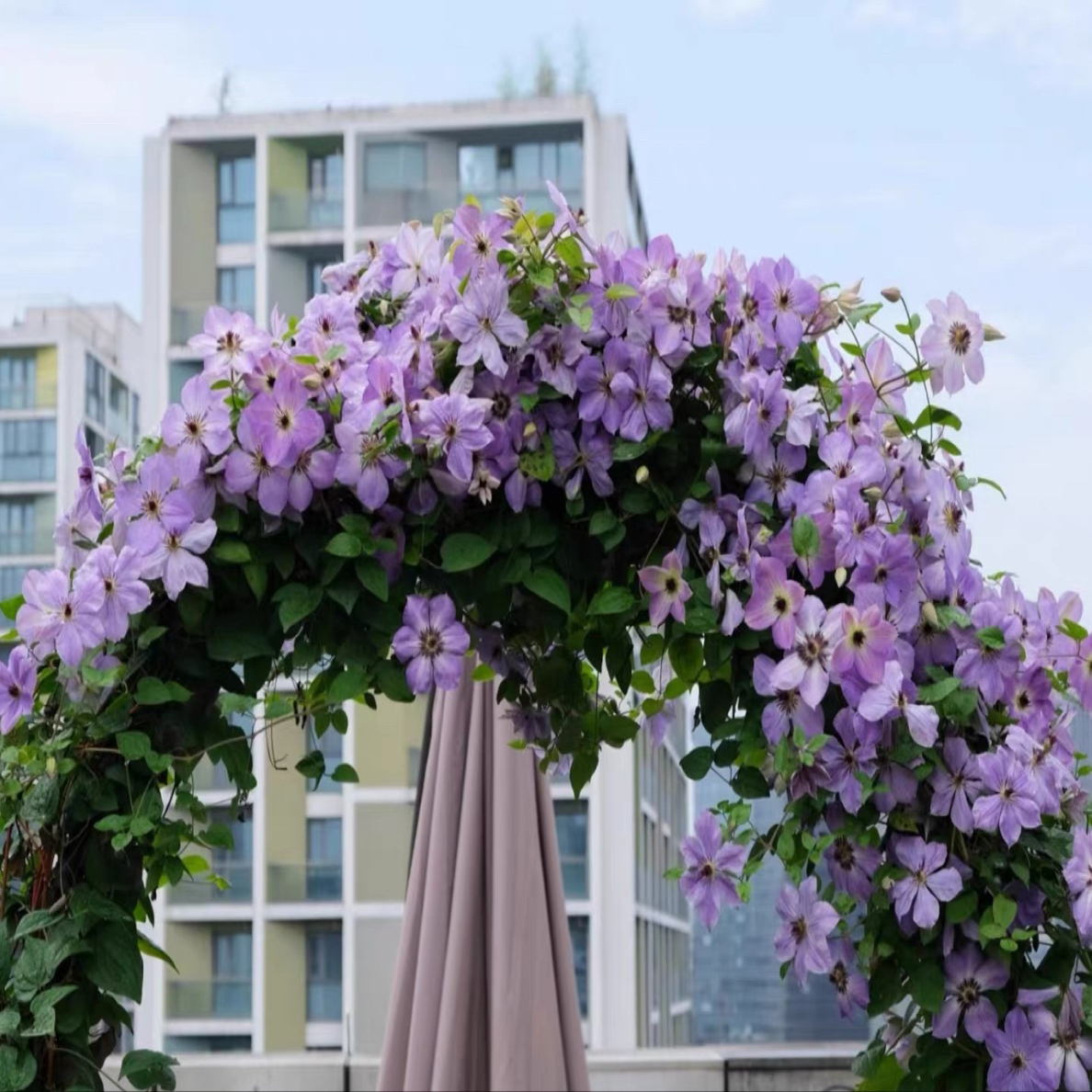 铁线莲 （黎明天空 ）3类超级耐寒品种包鲜活到手