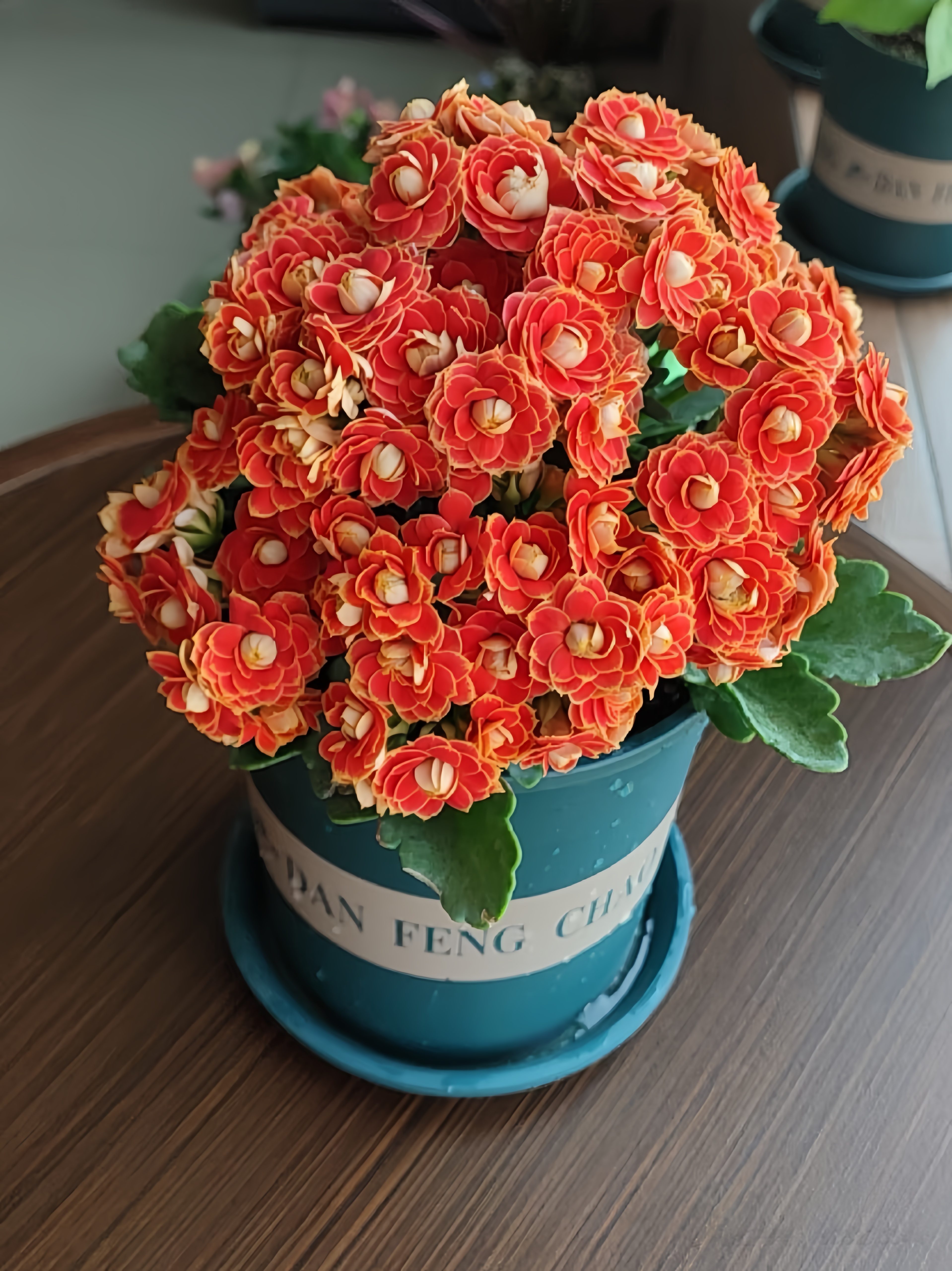 【金狐狸长寿花】爆花机器 年宵花四季开花 室内阳台花卉赏花绿植