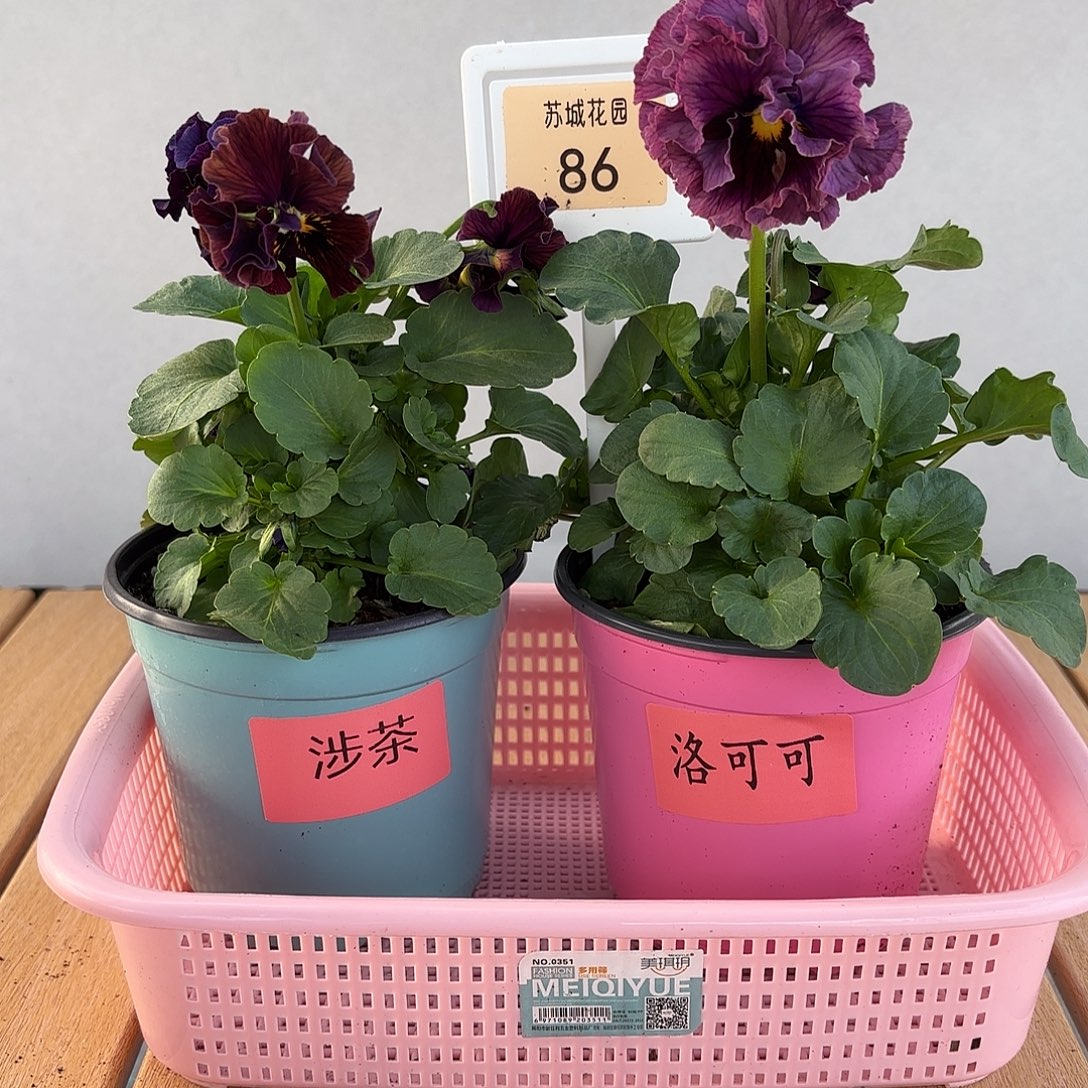 大部分开放少量花苞86