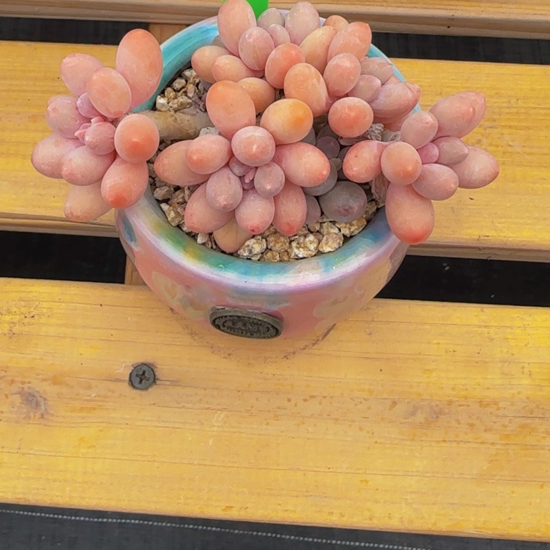 01     汤圆小群生。 出状态