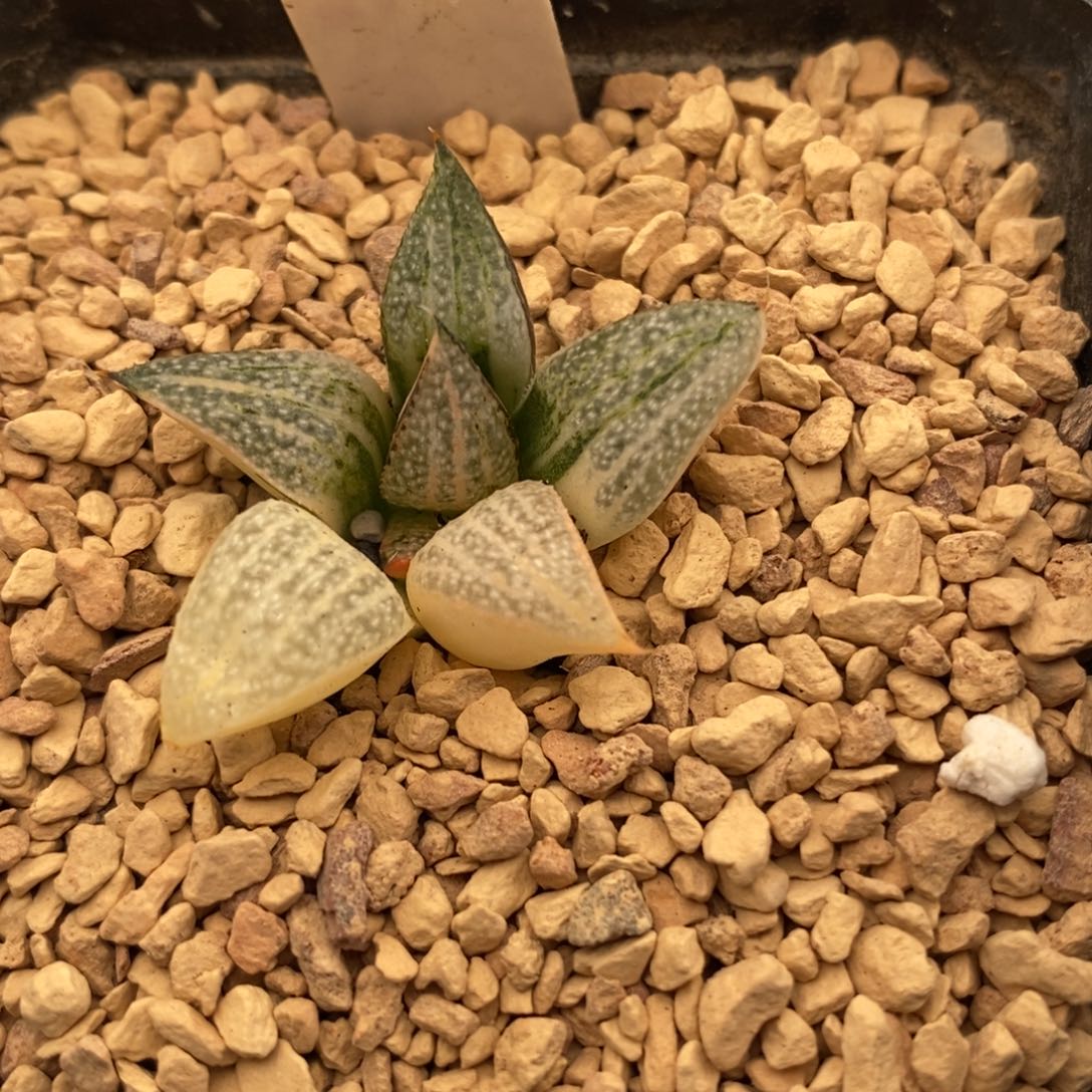 552GM452青蟹多肉植物