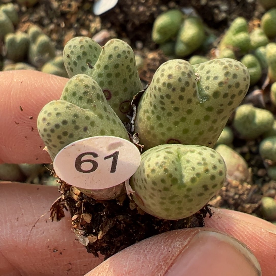 多肉植物1111111111111