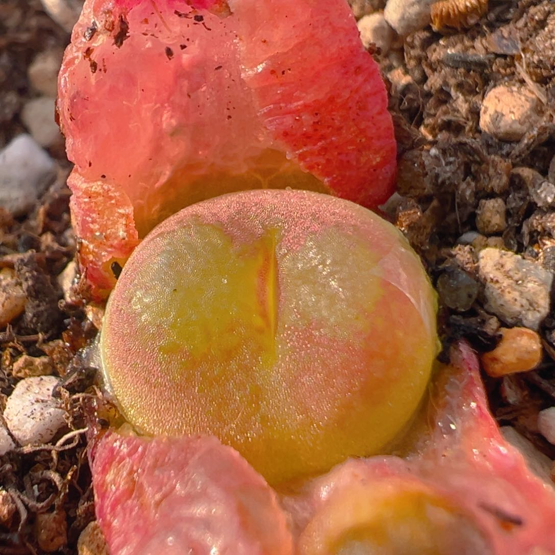 89多肉植物百科知识