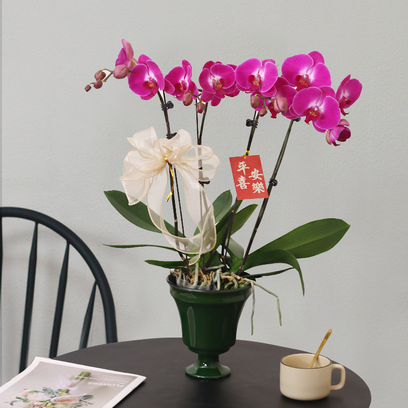 蝴蝶兰【春羽】带花带盆组好伴手礼婚礼送礼茶桌客厅美化
