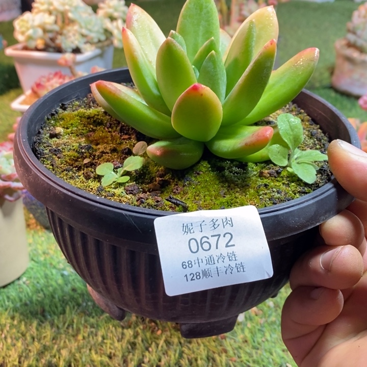 0672啊啊啊啊啊啊啊啊啊啊啊啊