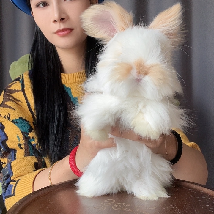 英系安哥拉兔坏耳朵弟弟碎班