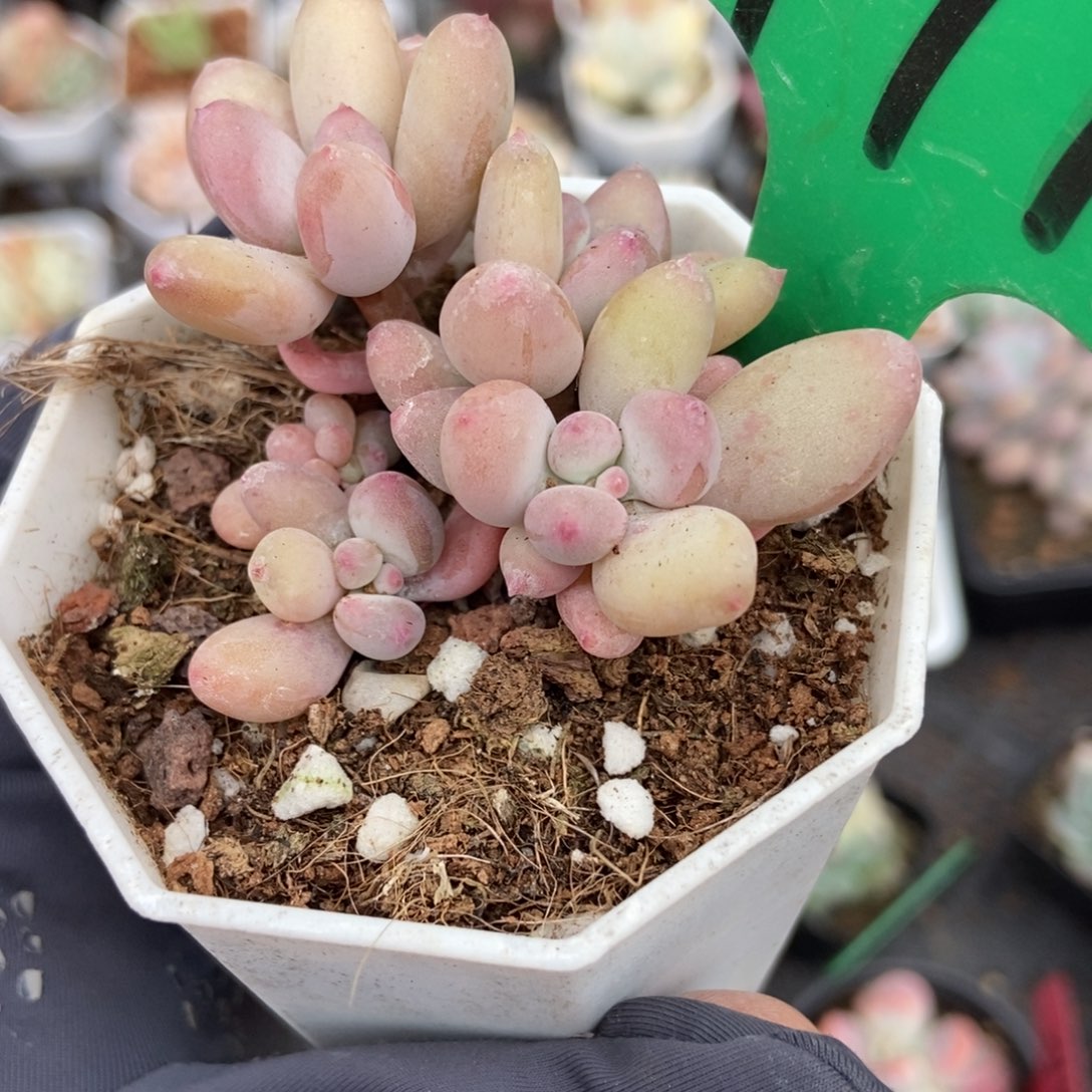 997糖豆奶多肉植物保护