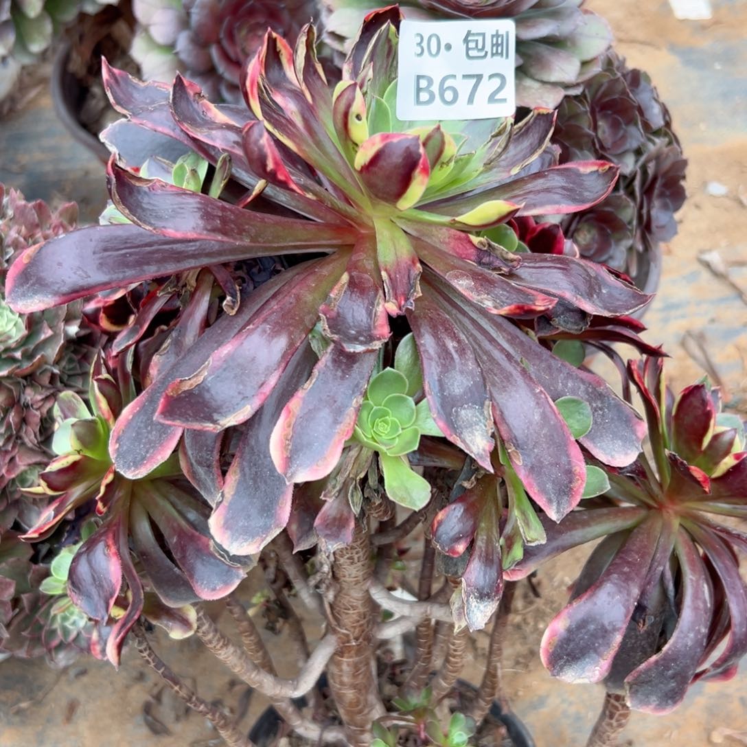 672欧嘉莉处理多肉法师