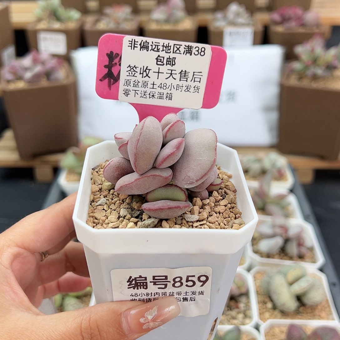 859白肌红蛋多肉植物