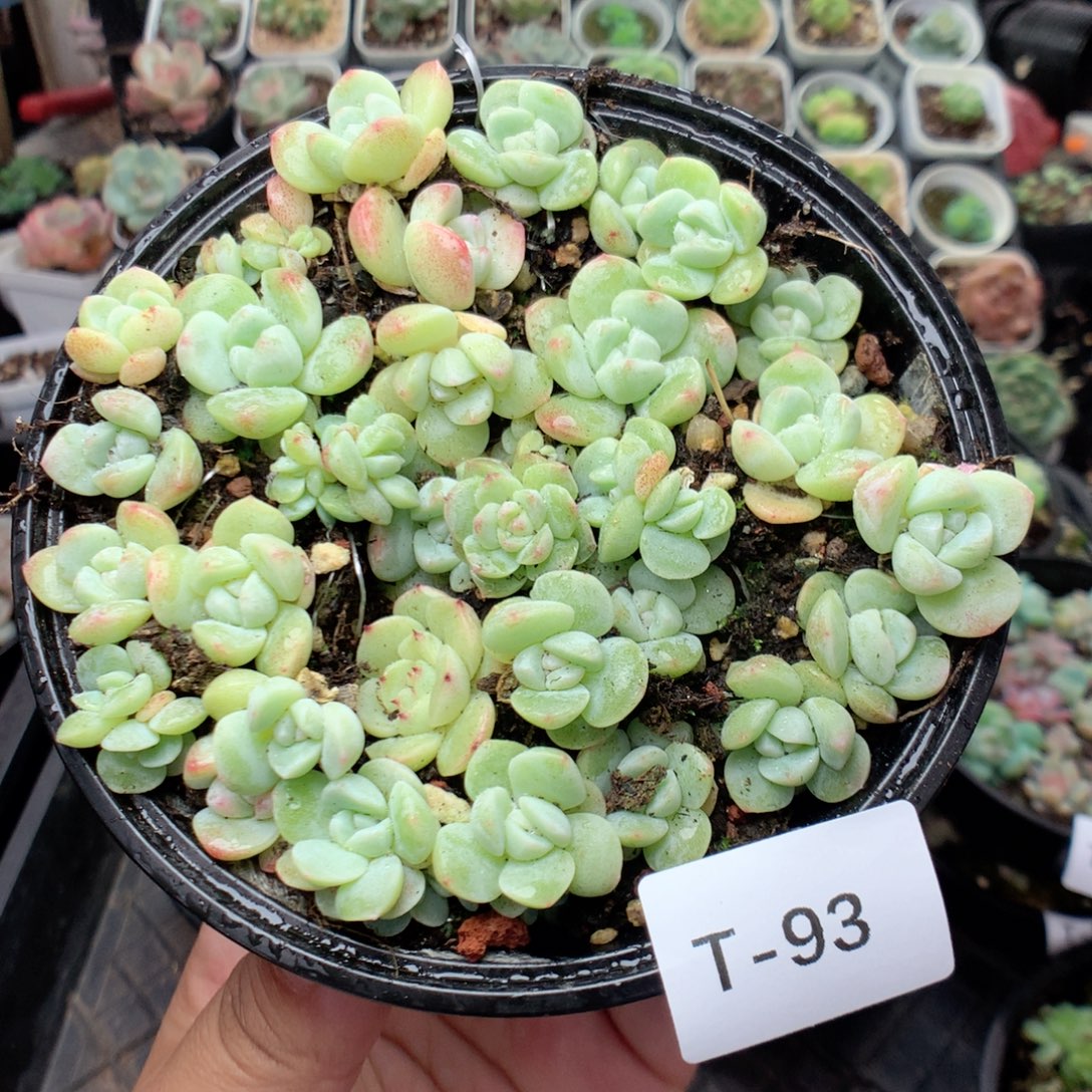 无花朵T93英语英语