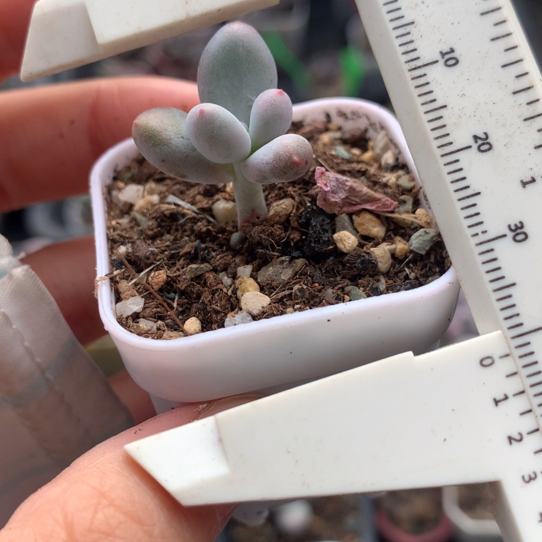 彩虹或者米可奶瑕疵特价