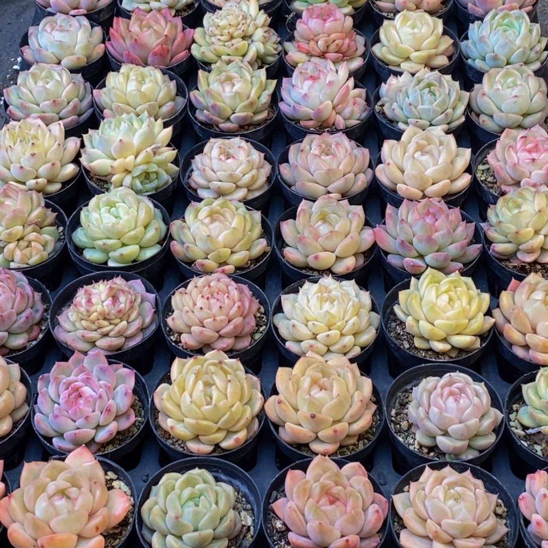 当**人388多肉植物保护研究所