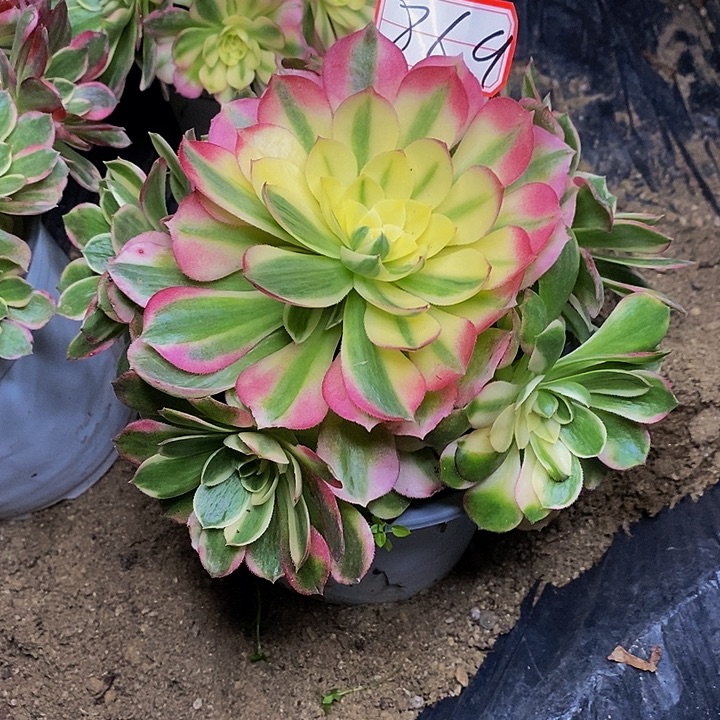 倒***海海仙老桩捧花869号