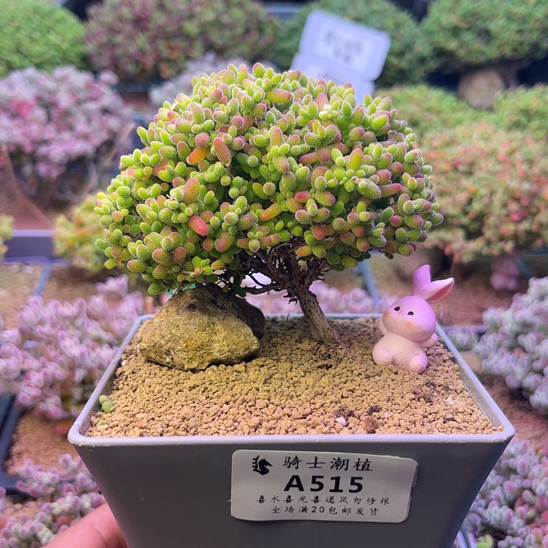 515蜜橘糖球造型桩