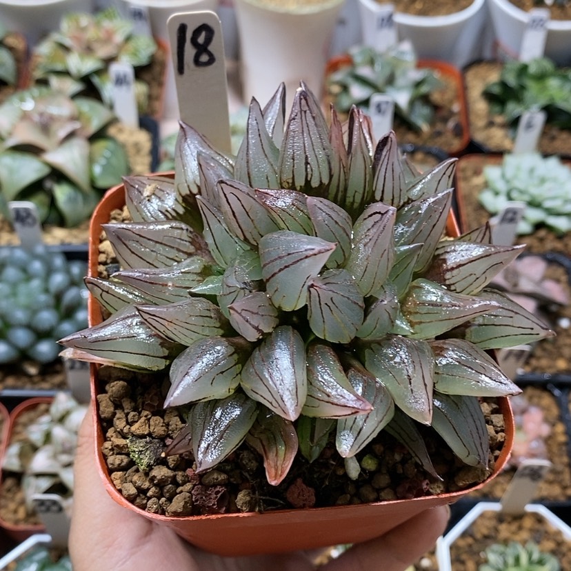 【闪购商品】18西瓜