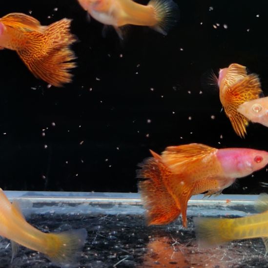 展***飞孔雀鱼微瑕金属黄蕾丝白子四对