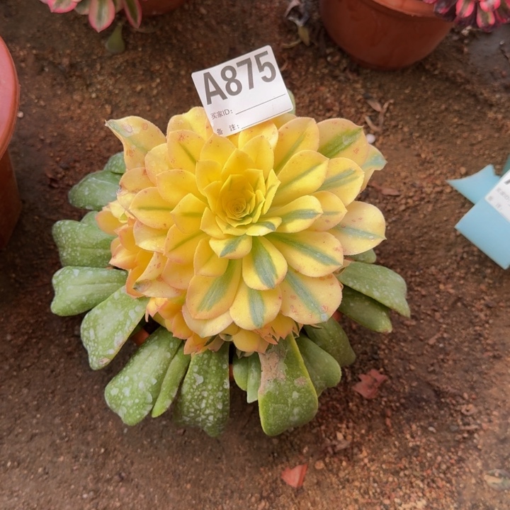 红陶雪莲875多肉