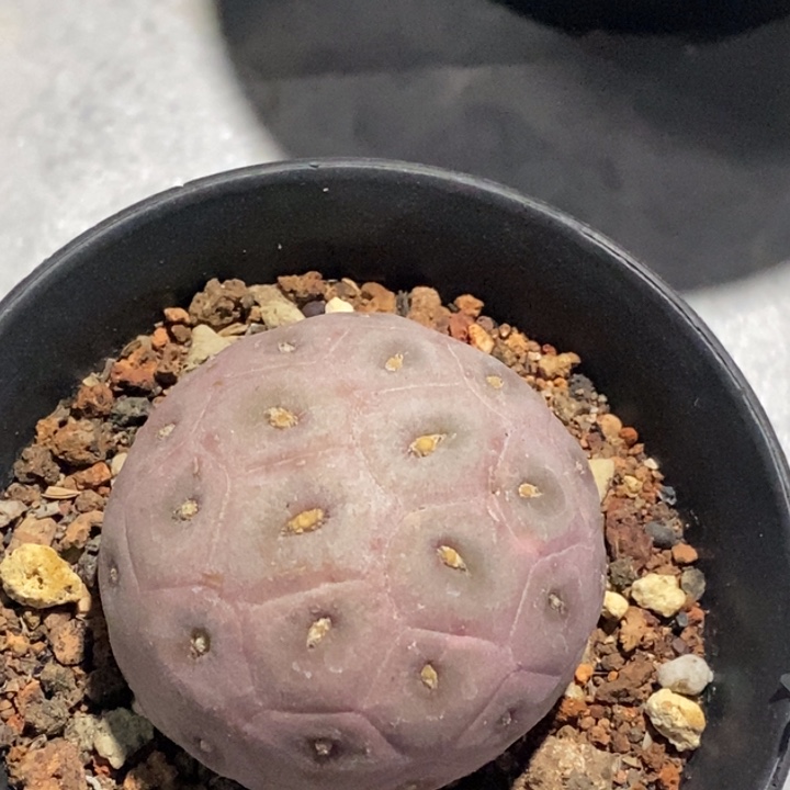 完全开放习自野仙人球