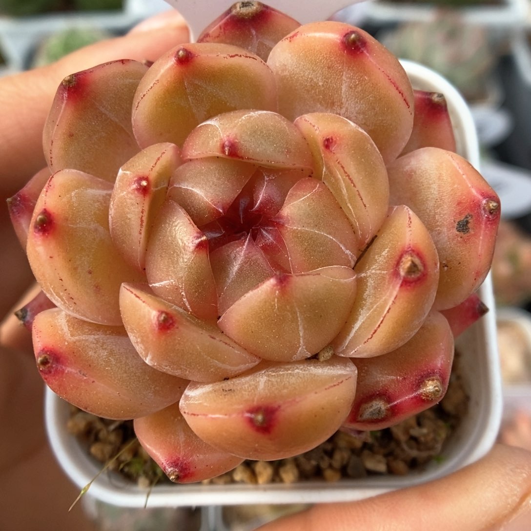 血橙珍妮可拍9606号