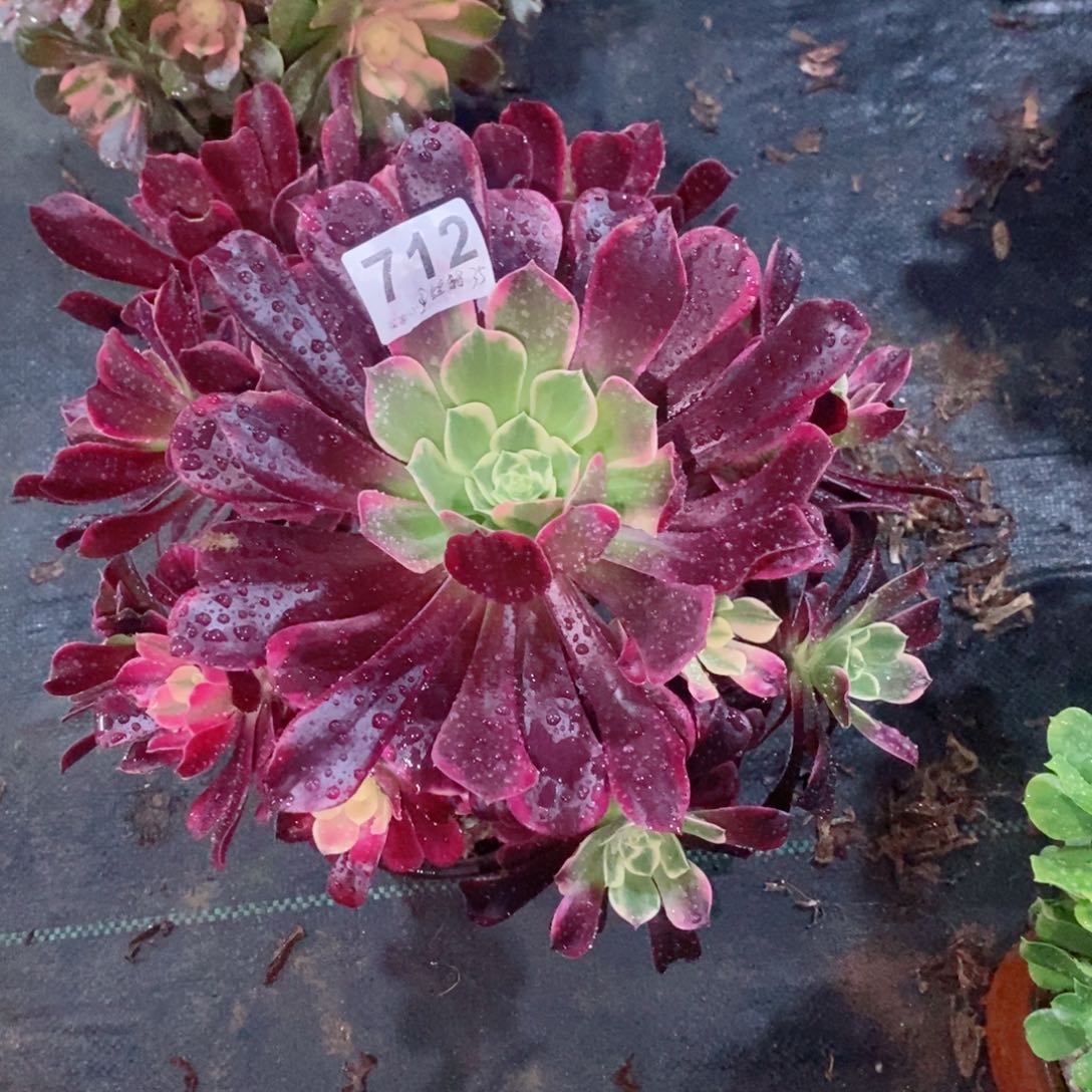 金丝雀712多肉1111