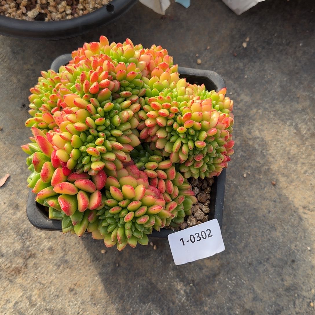 后****0302缀化多肉植物