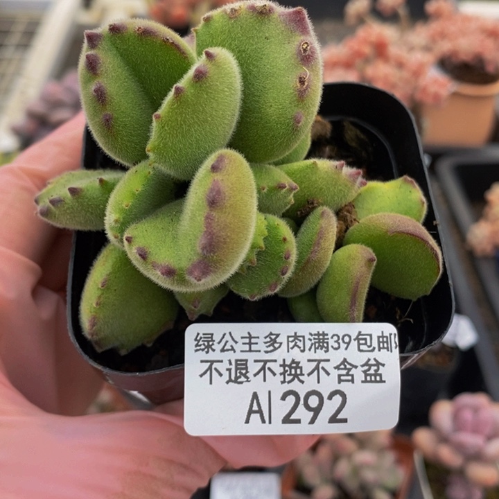 熊童子6cm292多肉植物
