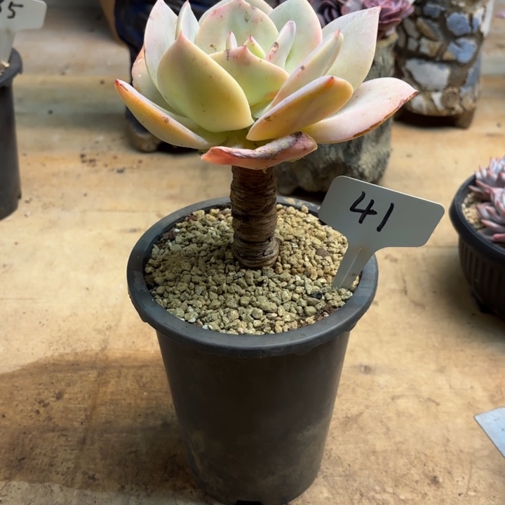 多肉植物，白凤41号