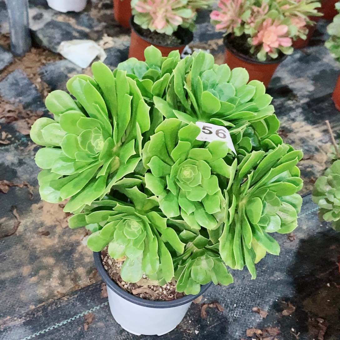 绿玫瑰562多肉1111