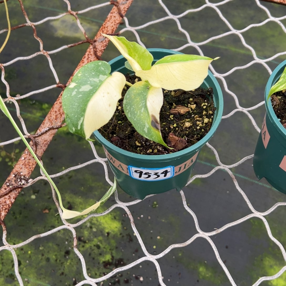 小***奇完全开放9534洒金龟背竹