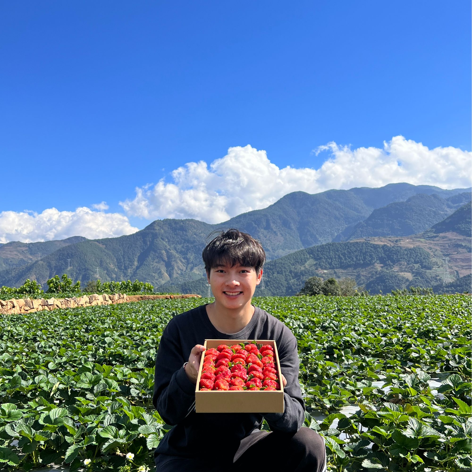 【顺丰包邮】 四川大凉山露天奶油草莓 高山草莓 现摘现发 