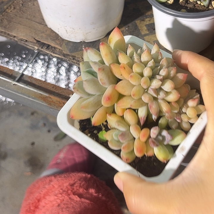 缀化46889997月中最8@k