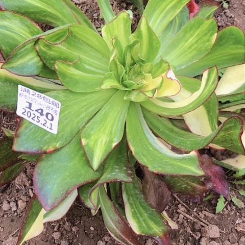 冰*2.1-140魅影七彩多肉植物