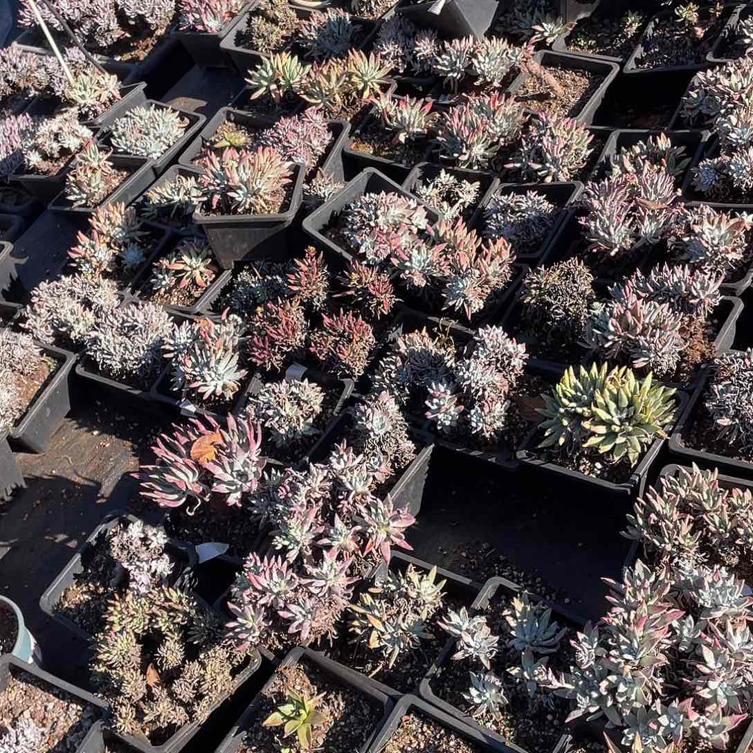 10颗特价不售后量拍