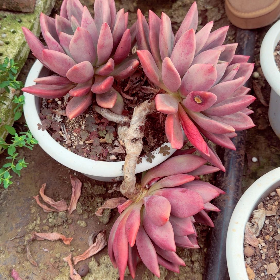 郑***妹大桃花源 多肉植物基地直发