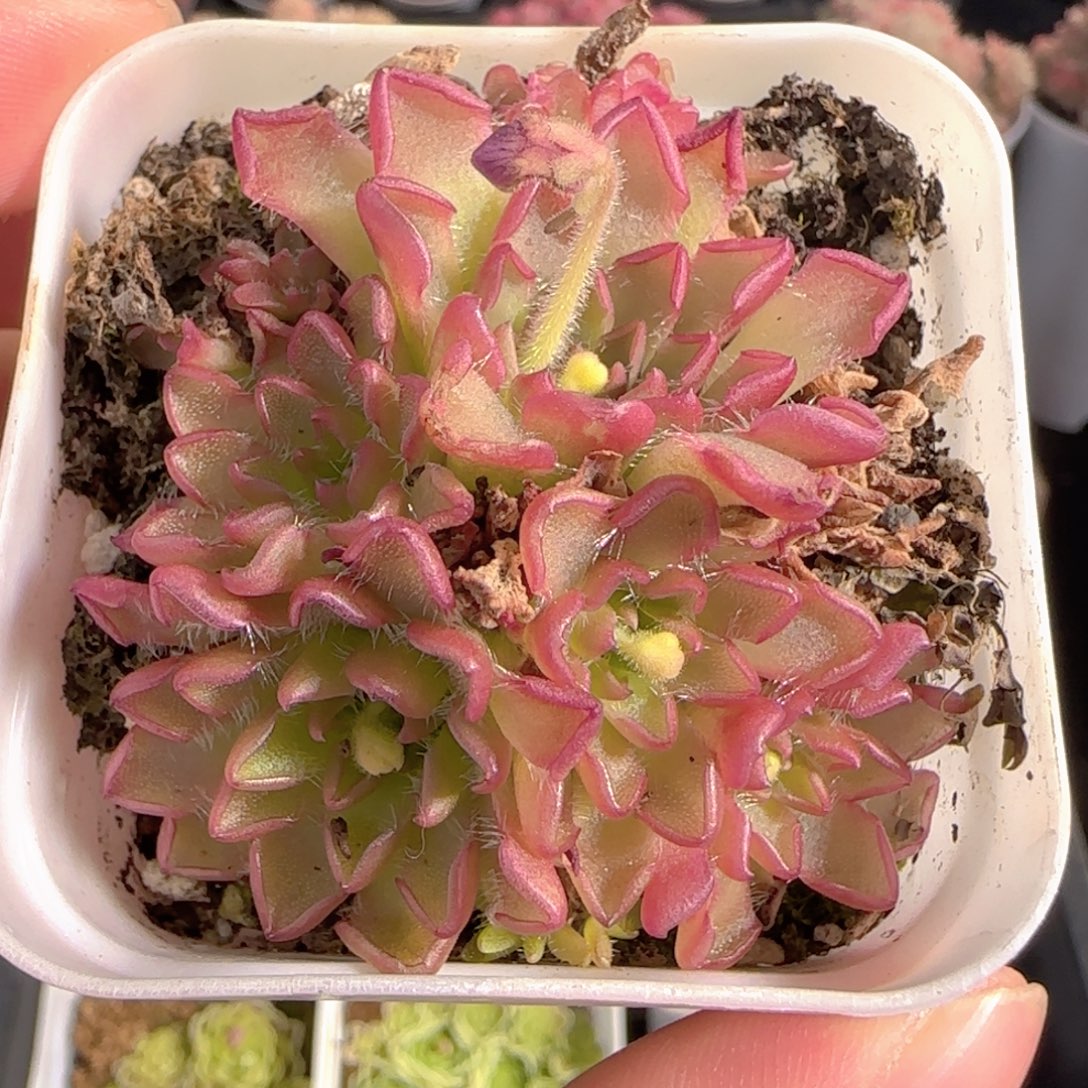 多肉1231-159近藤捕虫堇