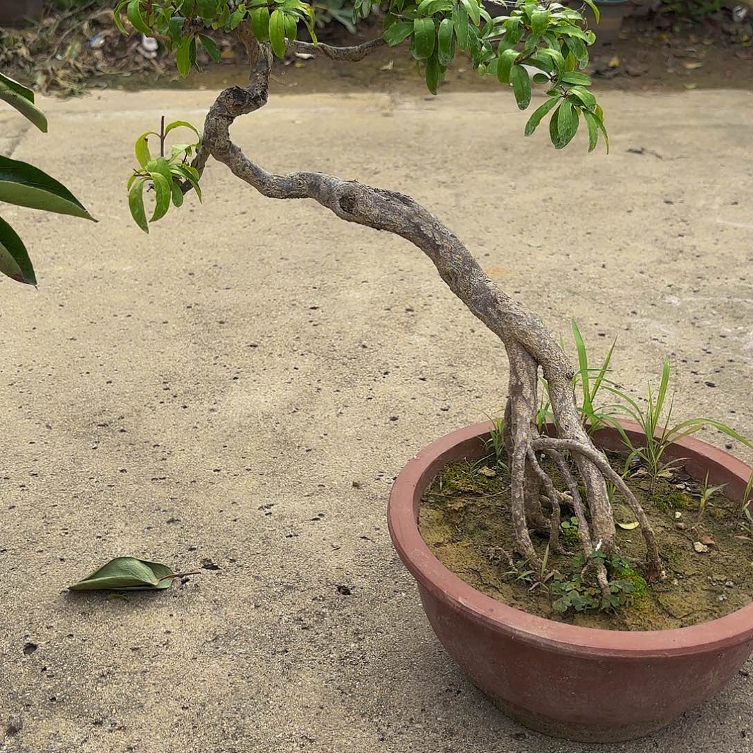 完全开放石榴盆景盆栽植物