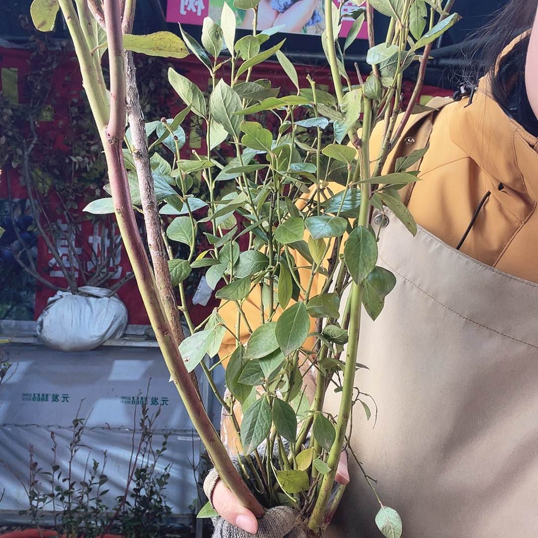 完全开放大果纯甜可口蓝莓